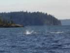 Orca 15.jpg (51kb)